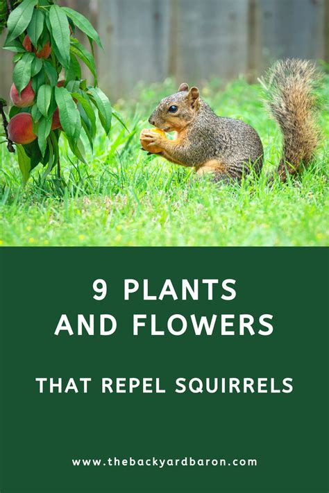 What Flowers Repel Animals