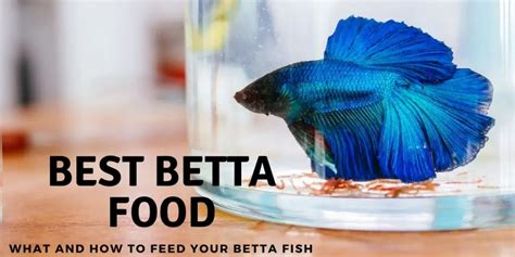 what food do betta fish eat