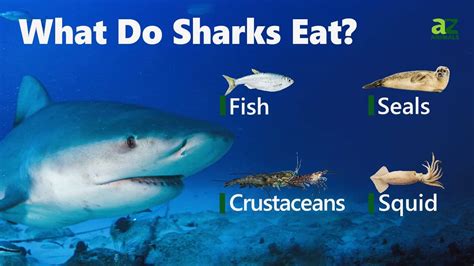 what food do sharks eat