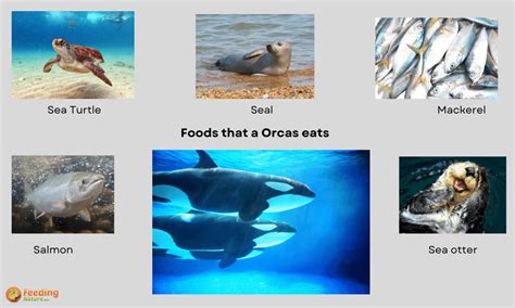 what foods do orcas eat
