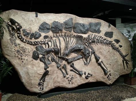 What Fossilized Bones Reveal About Prehistoric Life