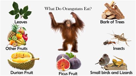 what fruits do orangutans eat