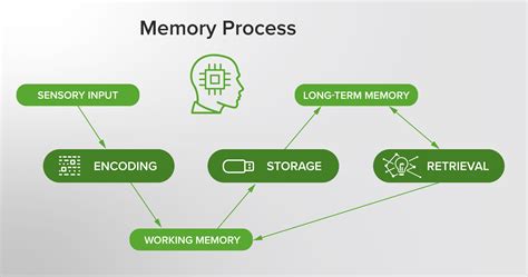 What Function Does Encoding Serve In The Memory Process