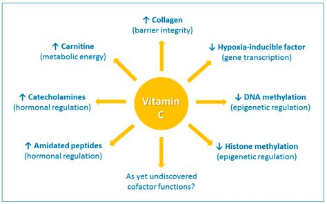 what function does vitamin c have in the body