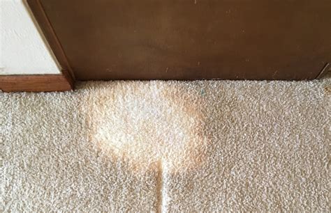 thepool.pw:what gets bleach out of carpet