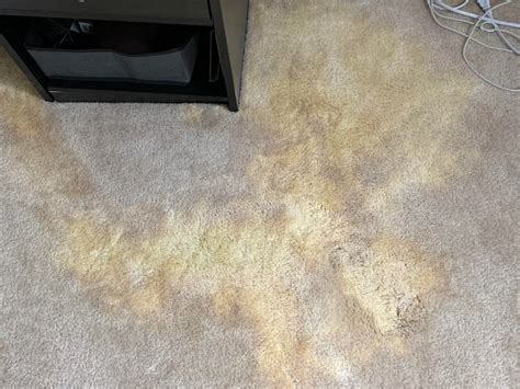 weedtime.us:what gets bleach out of carpet