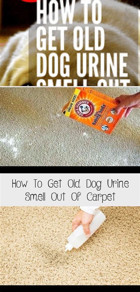 elyricsy.biz:what gets dog urine out of carpet
