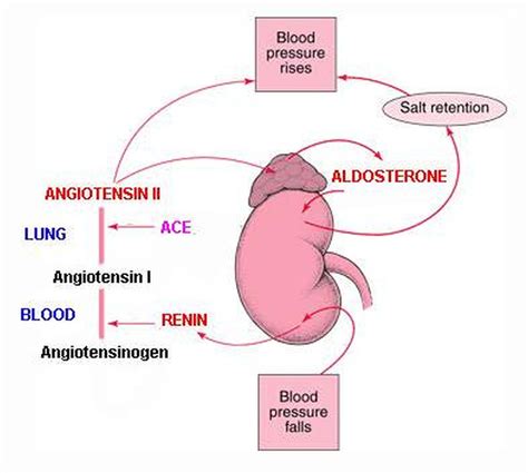 what gland makes aldosterone