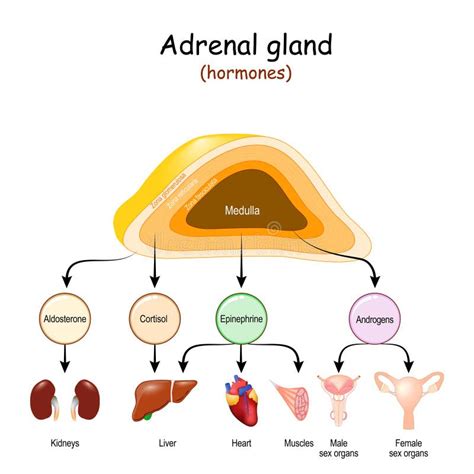 what gland secretes adrenaline