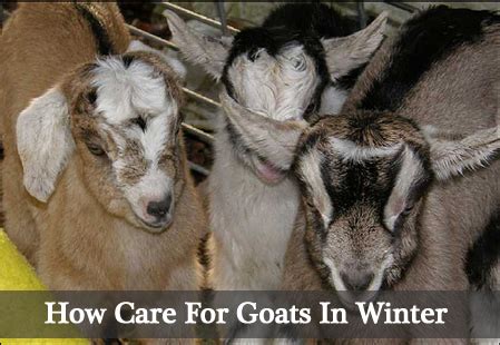 what goats stay out during the winter