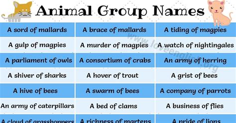 what group of animals is called a parliament