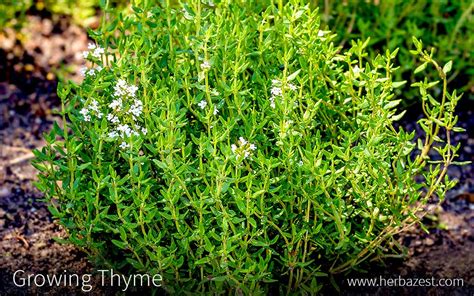 What Growing Conditions Does Thyme Like
