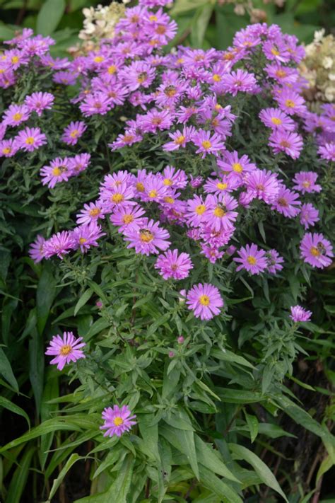 What Grows Well With Asters