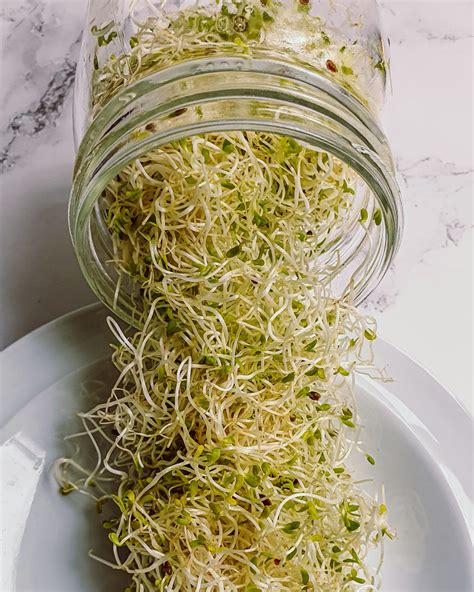 what happened to alfalfa sprouts