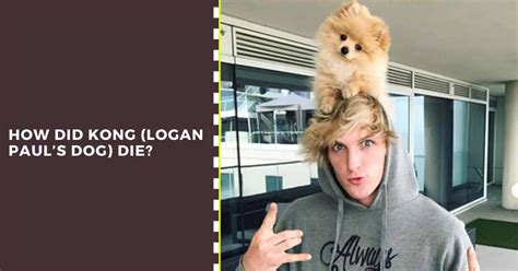 what happened to logan paul's dog kong