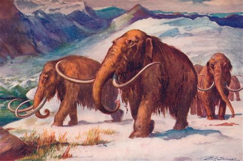 what happened to mammoths