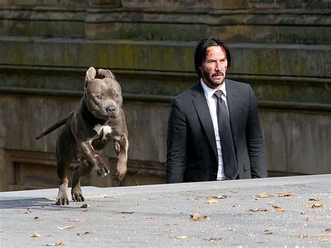 what happened to the dog in john wick 2