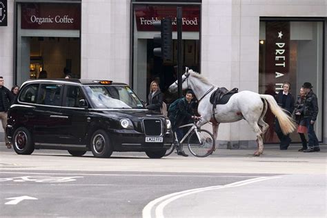 what happened to the horses in london