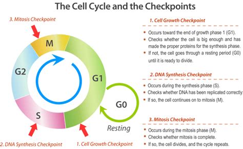 What Happens During Cell Cycle Checkpoints