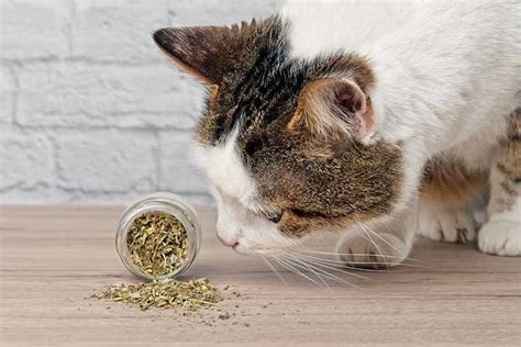 what happens if a cat eats to much catnip