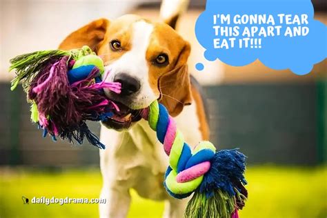 What Happens If A Dog Eats A String