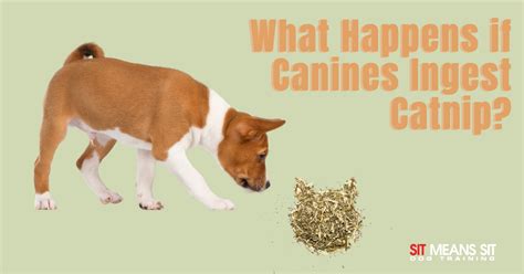 what happens if dog ate catnip