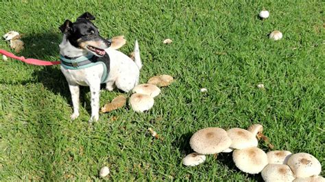 what happens if dog eats mushroom