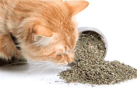 what happens if i eat catnip