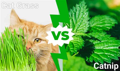 what happens if my dog ate catnip