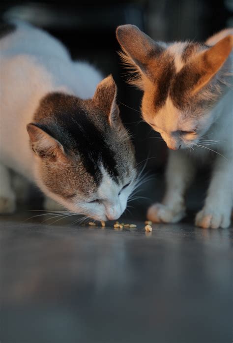 what happens if you ate catnip