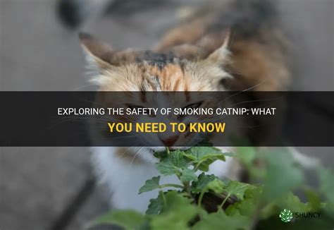 What happens if you smoke catnip Pet Grasp