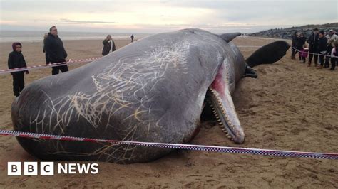 what happens to dead beached whales