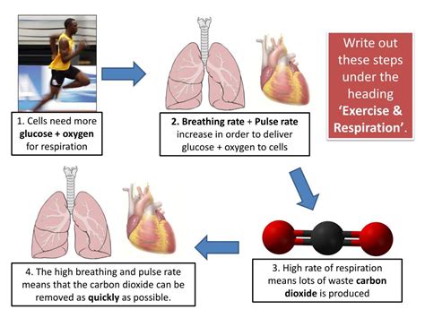 what happens to oxygen during exercise