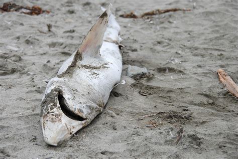 what happens to sharks when they die
