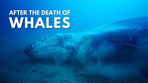 what happens to whales when they die