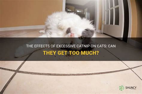what happens when a cat gets too much catnip