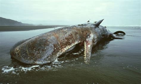 what happens when a whale dies in the ocean