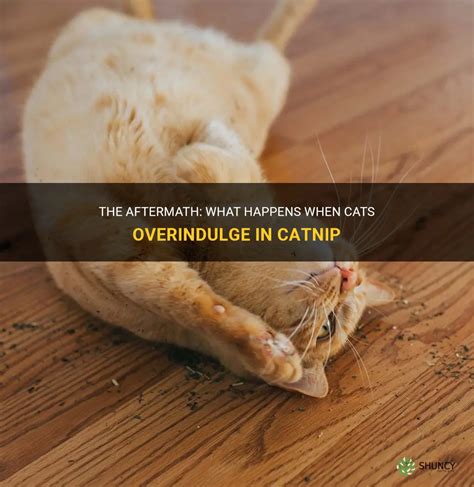 what happens when cats have catnip