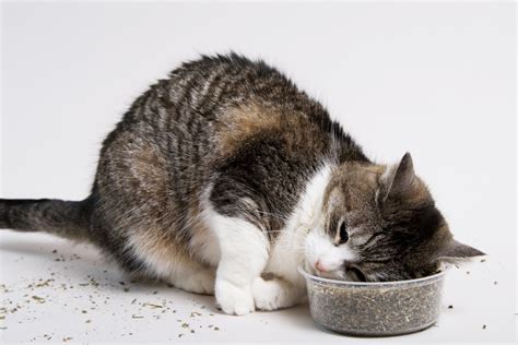 what happens when cats smell catnip
