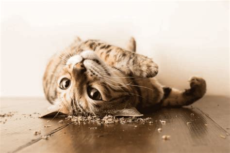 what happens when i eat catnip
