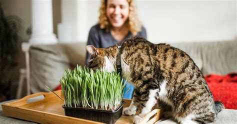 what happens when you smoke catnip