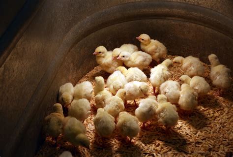 Poultry King Electrical