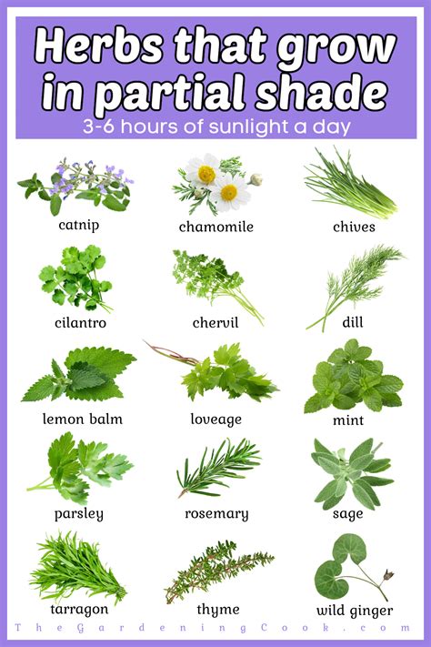 What Herbs Need Partial Shade