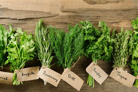 Fresh Kitchen Herbs to Grow HomesFeed
