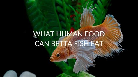 what human foods can betta fish eat