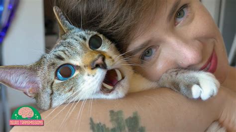 what if a human ingests catnip