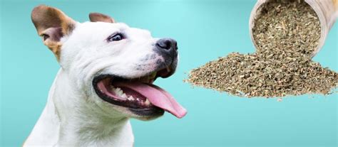 what if dogs eat catnip
