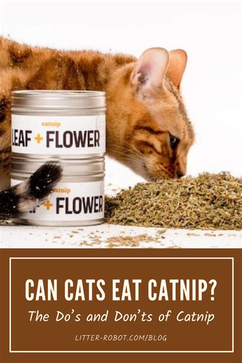 what if my cat eats too much catnip