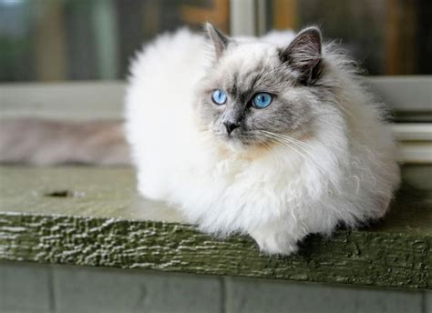 what illnesses are ragdoll cats prone to