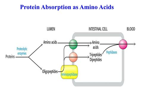 What increases protein absorption